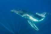 Humpback whale (Megaptera novaeangliae), mother and calf underwater, Ningaloo Reef, Western Australia, Australia, Pacific