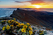 Wild flowers on rocks on Pico de la Zarza mountain peak at sunrise, Jandia Peninsula, Fuerteventura, Canary Islands, Spain, Atlantic, Europe