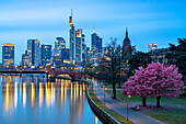 Blühender Kirschbaum am Mainufer mit der Skyline des Geschäftsviertels im Hintergrund in der Abenddämmerung, Frankfurt am Main, Hessen, Deutschland Europa