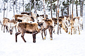 Herd of reindeer in the arctic forest during a winter snowfall, Lapland, Sweden, Scandinavia, Europe