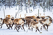 Rentierherde im arktischen Wald während eines winterlichen Schneefalls, Lappland, Schweden, Skandinavien, Europa