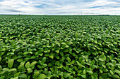 Giant soy fields, Sinop, Mato Grosso, Brazil, South America