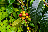 Coffee bushes and beans, Zona Cafetera, Colombia, South America