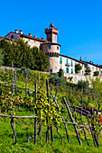 Vines on hill on front of Castiglione di Garfagnana, Tuscany, Italy, Europe