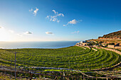 Fresh greenery after winter rain in vineyard on Sikinos island, Cyclades, Greek Islands, Greece, Europe