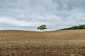 Lone Tree at Easington, near Aylesbury, Oxfordshire, England, United Kingdom, Europe