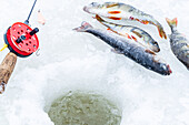 Nahaufnahme von Angelrute und Fischen, die auf dem Eis neben einem Loch auf einem zugefrorenen See liegen, Lappland, Schweden, Skandinavien, Euruope