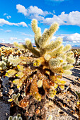 Chuckwalla Cholla, Cholla Cactus Garden, Joshua Tree National Park, California, United States of America, North America