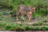 Lion (Panthera leo), Amboseli National Park, Kenya, East Africa, Africa