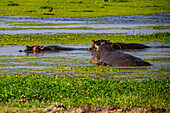 Hippopotamus, Amboseli National Park, Kenya, East Africa, Africa