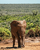 Afrikanischer Elefant, Addo-Elefanten-Nationalpark, Ostkap, Südafrika, Afrika