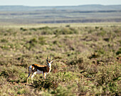 Springbok, Karoo National Park, Beaufort West, Western Cape, South Africa, Africa