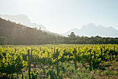 Wine vineyards near Franschhoek, Western Cape, South Africa, Africa
