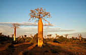 Baobab-Bäume, Reniala-Reservat, Ifaty, Madagaskar, Afrika
