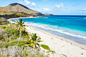 One tourist walking on empty palm fringed beach, overhead view, Rendezvous Beach, Antigua, West Indies, Caribbean, Central America