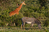 Netzgiraffe (Giraffa camelopardalis reticulata) (Giraffa reticulata) und Grevy's Zebra (Equus grevyi), Buffalo Springs National Reserve, Samburu National Park, Kenia, Ostafrika, Afrika