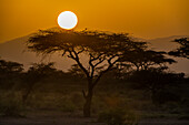 Sunset in Buffalo Springs National Reserve, Samburu National Park, Kenya, East Africa, Africa