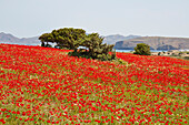 Poppies, Spring on Milos island, Cyclades, Greek Islands, Greece, Europe
