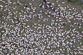 Herd of sheep from above grazing in a mountain pasture in the Dolomites, Italy, Europe