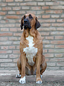 Brown Broholmer dog with a white spot on his chest sitting with a brick wall in the background, Italy, Europe