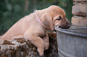 Broholmer puppy with a pink collar playing and biting at a steel bucket, Italy, Europe