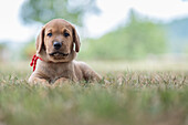 Brown Broholmer dog breed puppy lying on the grass and looking into camera, Italy, Europe
