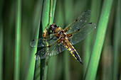 Vierfleckige Heidelibelle (Libellula quadrimaculata), Anderton Nature Reserve, Cheshire, England, Vereinigtes Königreich, Europa