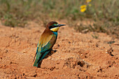 European Bee-eater (Merops apiaster), Donana National and Natural Park, Andalusia, Spain, Europe
