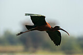 Glossy ibis (Plegadis falcinellus) in flight, Donana National and Natural Park, Andalusia, Spain, Europe