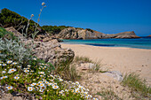 Blick auf Strand und Frühlingsblumen in Arenal d'en Castell, Es Mercadal, Menorca, Balearische Inseln, Spanien, Mittelmeer, Europa