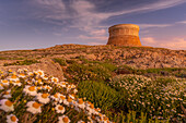 Blick auf den Festungsturm von Fornelles und Frühlingsblumen bei Sonnenuntergang in Fornelles, Fornelles, Menorca, Balearen, Spanien, Mittelmeer, Europa
