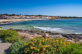 Blick auf die Strandpromenade und Frühlingsblumen am Playa Punta Prima, Punta Prima, Menorca, Balearen, Spanien, Mittelmeer, Europa