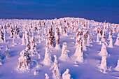 Eisskulpturen im schneebedeckten arktischen Wald in der Morgendämmerung, Riisitunturi-Nationalpark, Lappland, Finnland, Europa