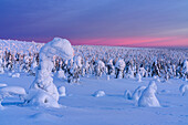 Winterlicher Sonnenaufgang über einem gefrorenen, schneebedeckten Fichtenwald, Riisitunturi-Nationalpark, Lappland, Finnland, Europa