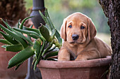 A Broholmer puppy climbing in a vase with an Agave, Italy, Europe