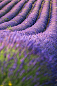 Lavender lines, lavender field, Plateau de Valensole, Provence, France, Europe