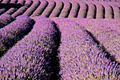 Linien eines Lavendelfeldes, Plateau de Valensole, Provence, Frankreich, Europa