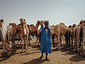 Nouakchott Camel Market, Nouakchott, Mauritania, West Africa, Africa