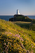 Twr Mawr-Leuchtturm und Wildblumen, Llanddwyn Island (Ynys Llanddwyn), bei Newborough, Anglesey, Nordwales, Vereinigtes Königreich, Europa