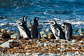 Magellanic penguins on shore, Isla Magdalena, Patagonia, Chile, South America