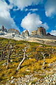 Barren trees and mountains around Valle Frances (Valle del Frances), Torres del Paine National Park, Patagonia, Chile, South America