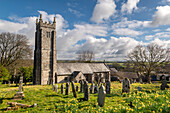 Blühende Frühlingsnarzissen auf dem Friedhof der Throwleigh Church, Dartmoor National Park, Devon, England, Vereinigtes Königreich, Europa
