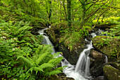 Tosende Wasserfälle an einem schnell fließenden Bach in einem grünen, mit Farn bewachsenen Waldgebiet, Dartmoor National Park, Devon, England, Vereinigtes Königreich, Europa
