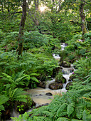 Tumbling stream through a verdant fern carpeted woodland, Dartmoor National Park, Devon, England, United Kingdom, Europe