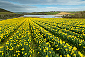 Feld mit blühenden Narzissen im Frühling in der Nähe von Padstow in Cornwall, England, Vereinigtes Königreich, Europa