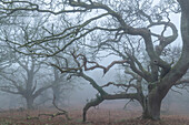 Gruseliger Eichenwald im Morgennebel, Dartmoor National Park, Devon, England, Vereinigtes Königreich, Europa