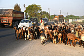 Goats being herded back home at dusk along main road and heavy traffic into Bhuj city, Gujarat, India, Asia