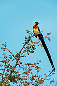 Langschwanz-Paradieswitwe, Tanda Tula Reserve, Krüger-Nationalpark, Südafrika, Afrika