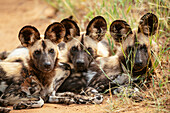 Afrikanische Wildhunde (Buntwölfe), Privates Timbavati-Naturreservat, Krüger-Nationalpark, Südafrika, Afrika