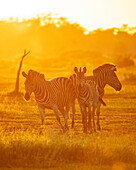 Burchell's Zebras, Makuleke Contractual Park, Krüger-Nationalpark, Südafrika, Afrika